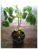 圖抗系的系│拿一盆扶桑