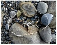 圖抗系的系│在海邊排列一個圈