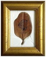 圖抗系的系│一片福木葉子