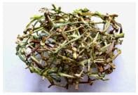 圖抗系的系│打草結