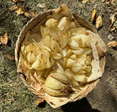 螢幕擷取畫面 2026-01-11 115410