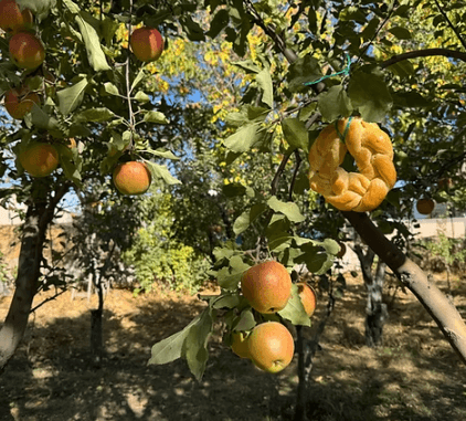 螢幕擷取畫面 2026-01-11 115419