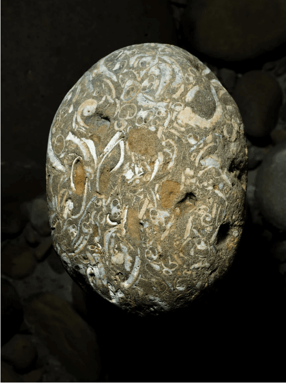 螢幕擷取畫面 2026-01-11 134023