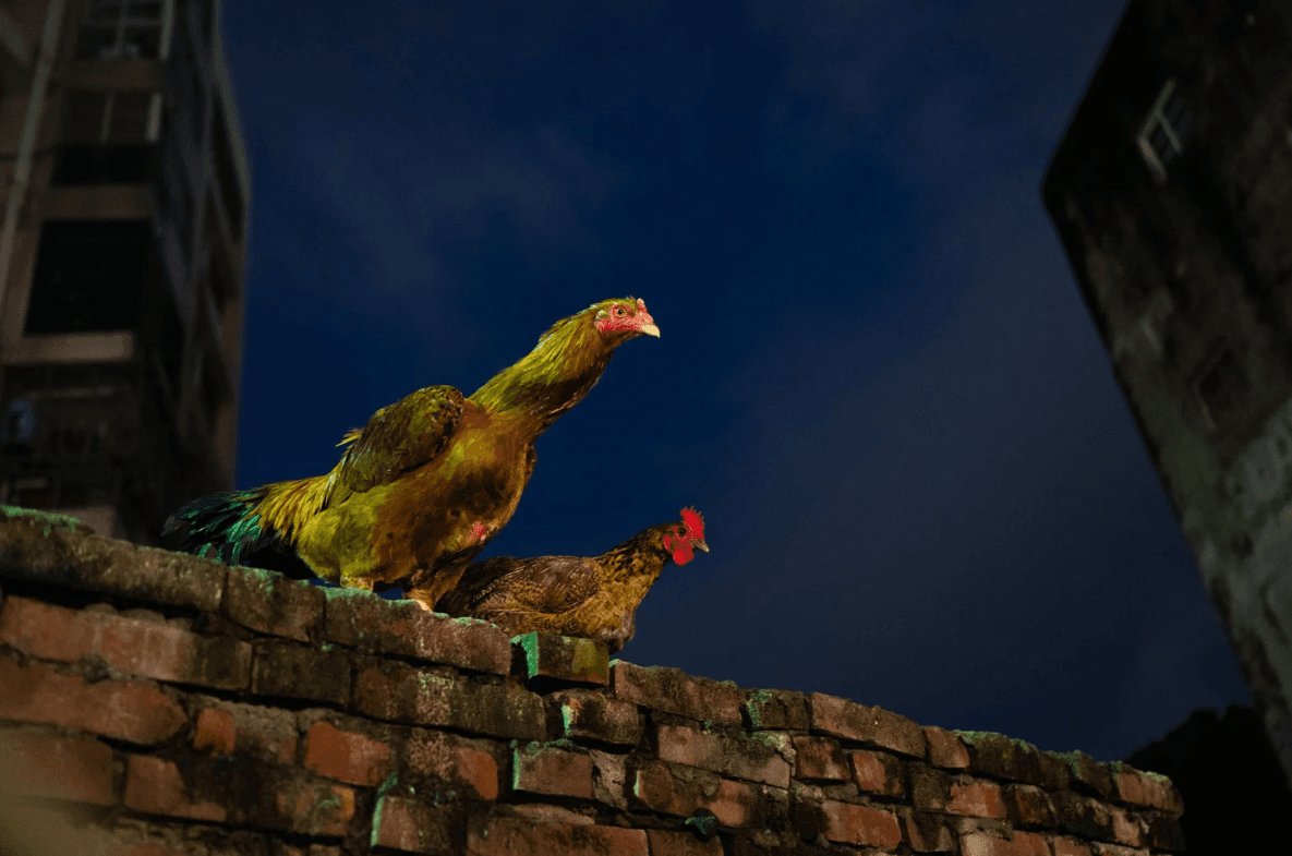 螢幕擷取畫面 2026-01-11 135416