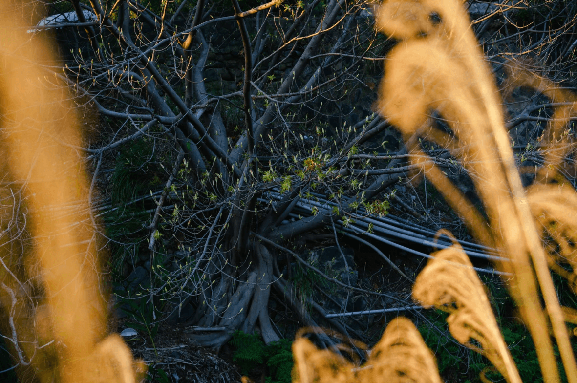 螢幕擷取畫面 2026-01-11 135434