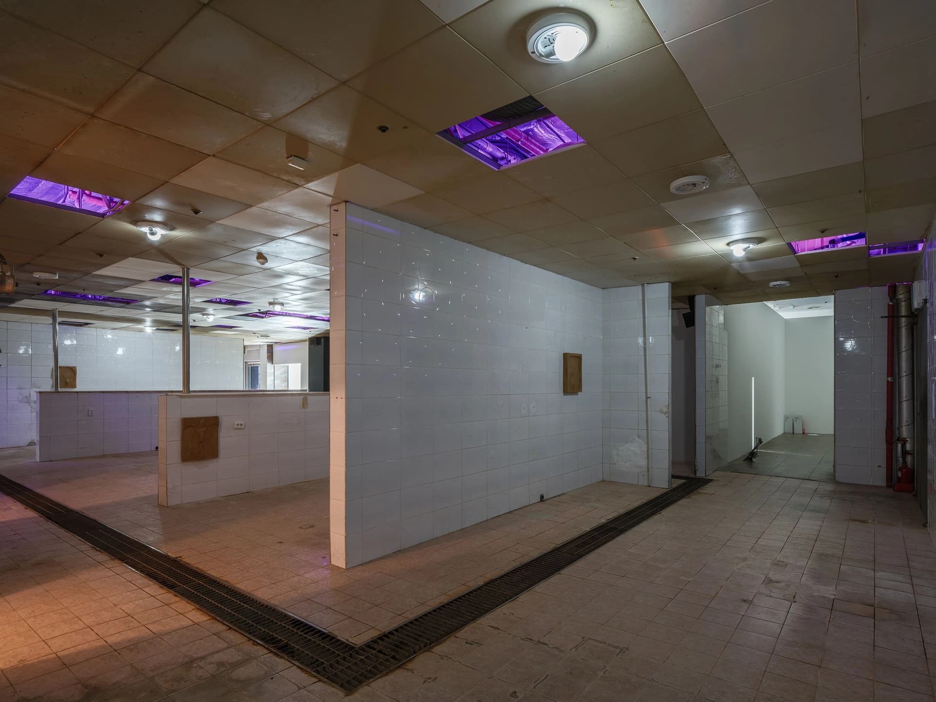 番茄種子通過身體發芽