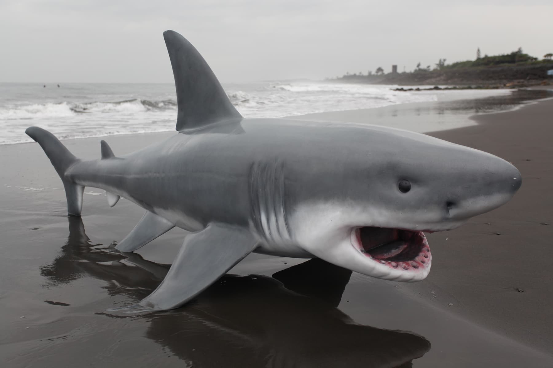 大白鯊