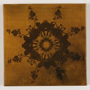 開到荼靡之浮光掠影