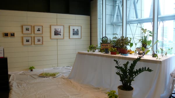 穴鳥和一座美好無比的院子