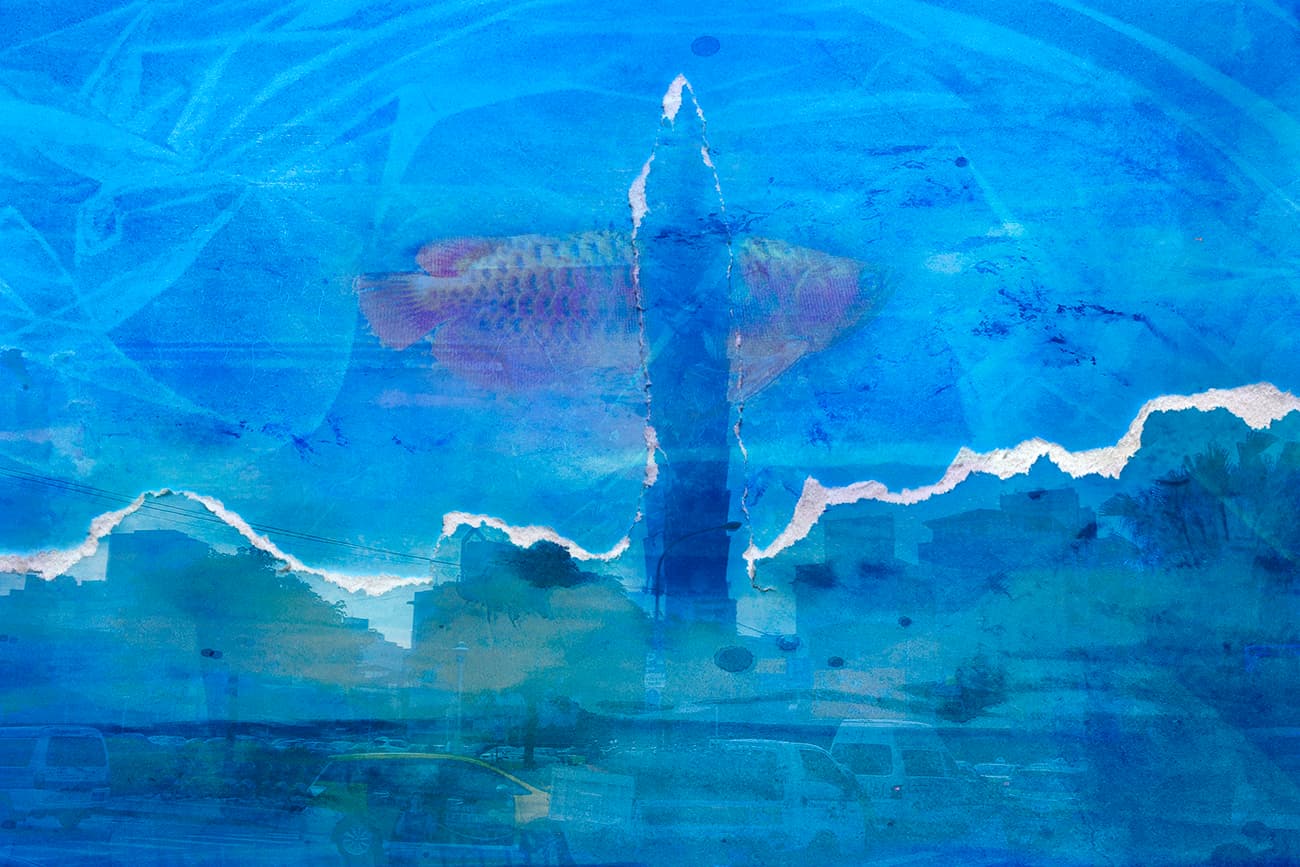 在臺北 轉身遇見魚