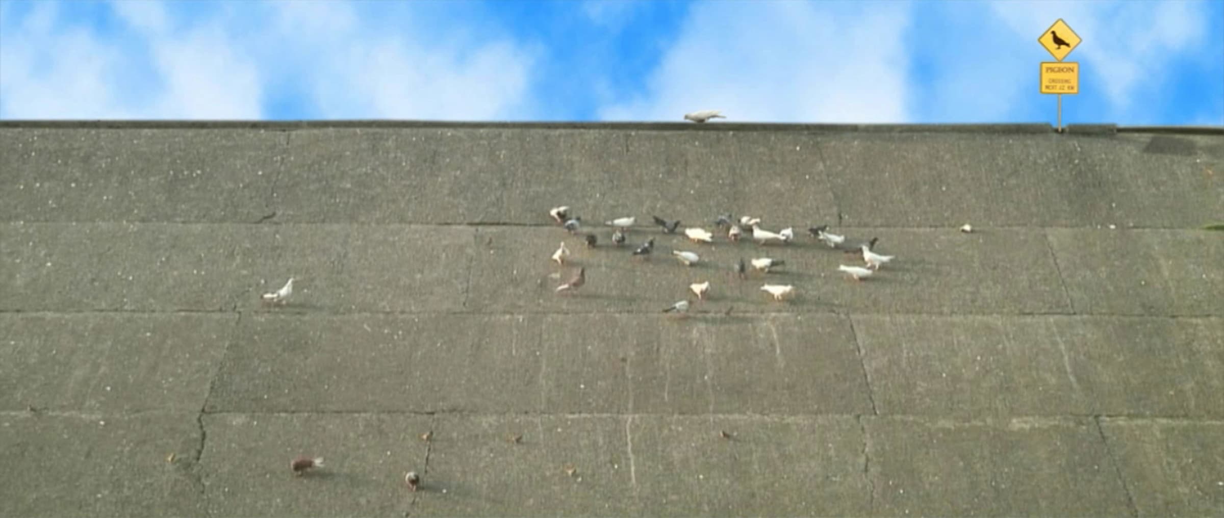 穿越中的鴿子先生