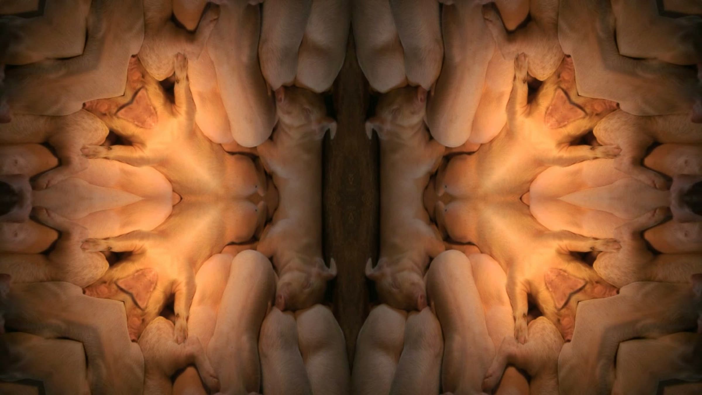 紀錄片Ⅷ-眠花201-45-383