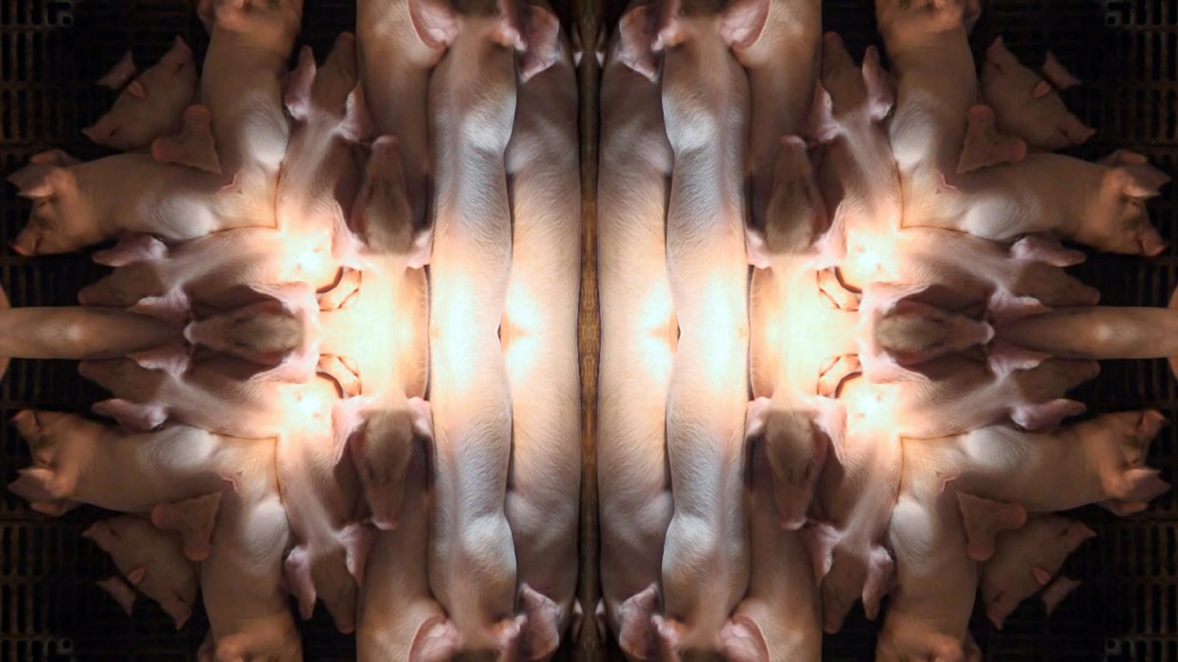 紀錄片Ⅷ-眠花201-50-391