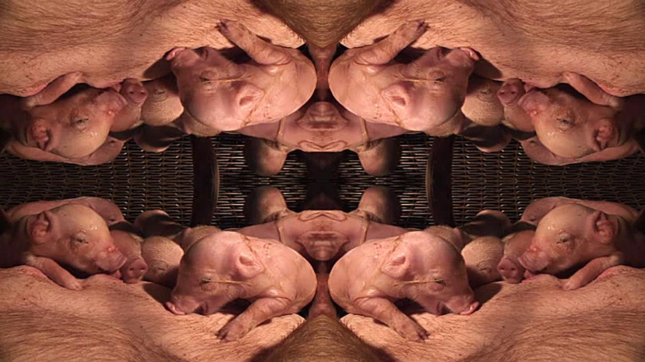 紀錄片XIII-萬花筒豬舍咕咕鐘