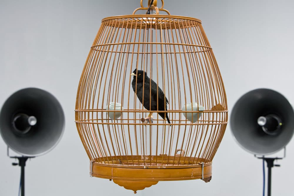 2012-我叫小黑-no.4