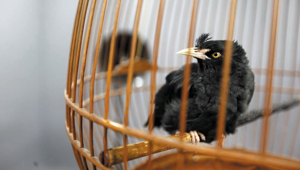 2012-我叫小黑-no.5