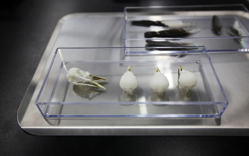 2012-我叫小黑-no.7