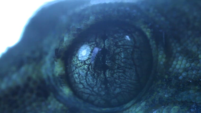 9_蟑螂屋-洞的奧祕3