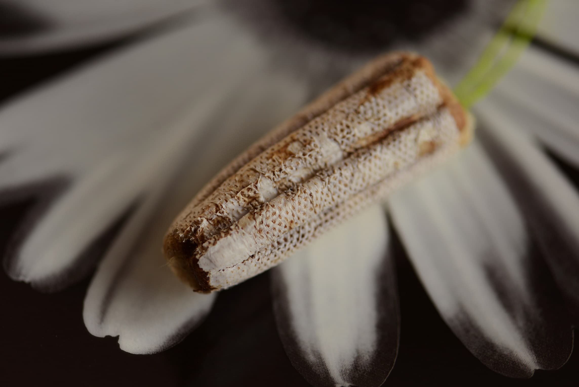 綠計劃之三-我的最後一只作品