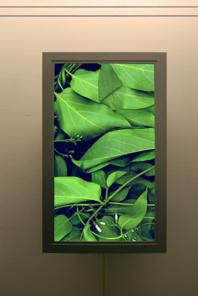 成為葉子的理由