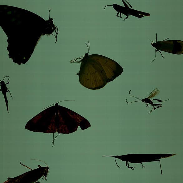 召喚最終的美麗