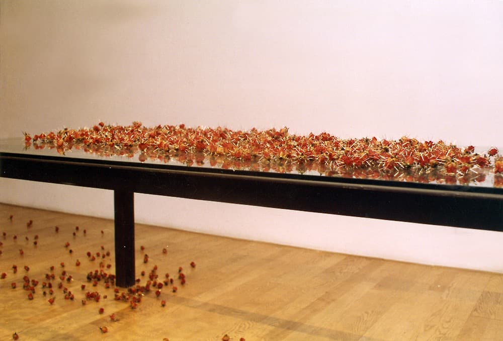 妳是玫瑰我是針