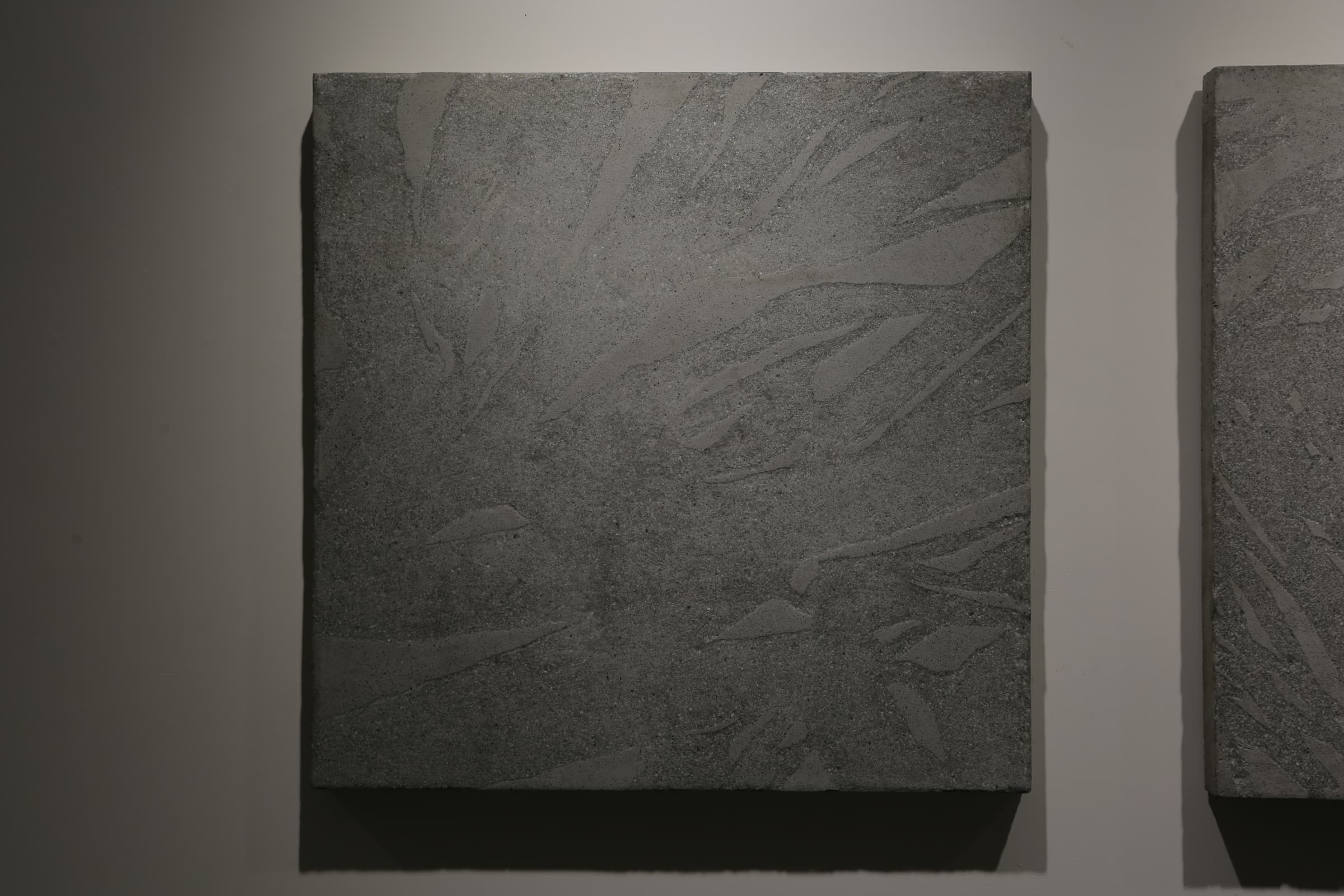 北美花旗松Douglas-spruce3