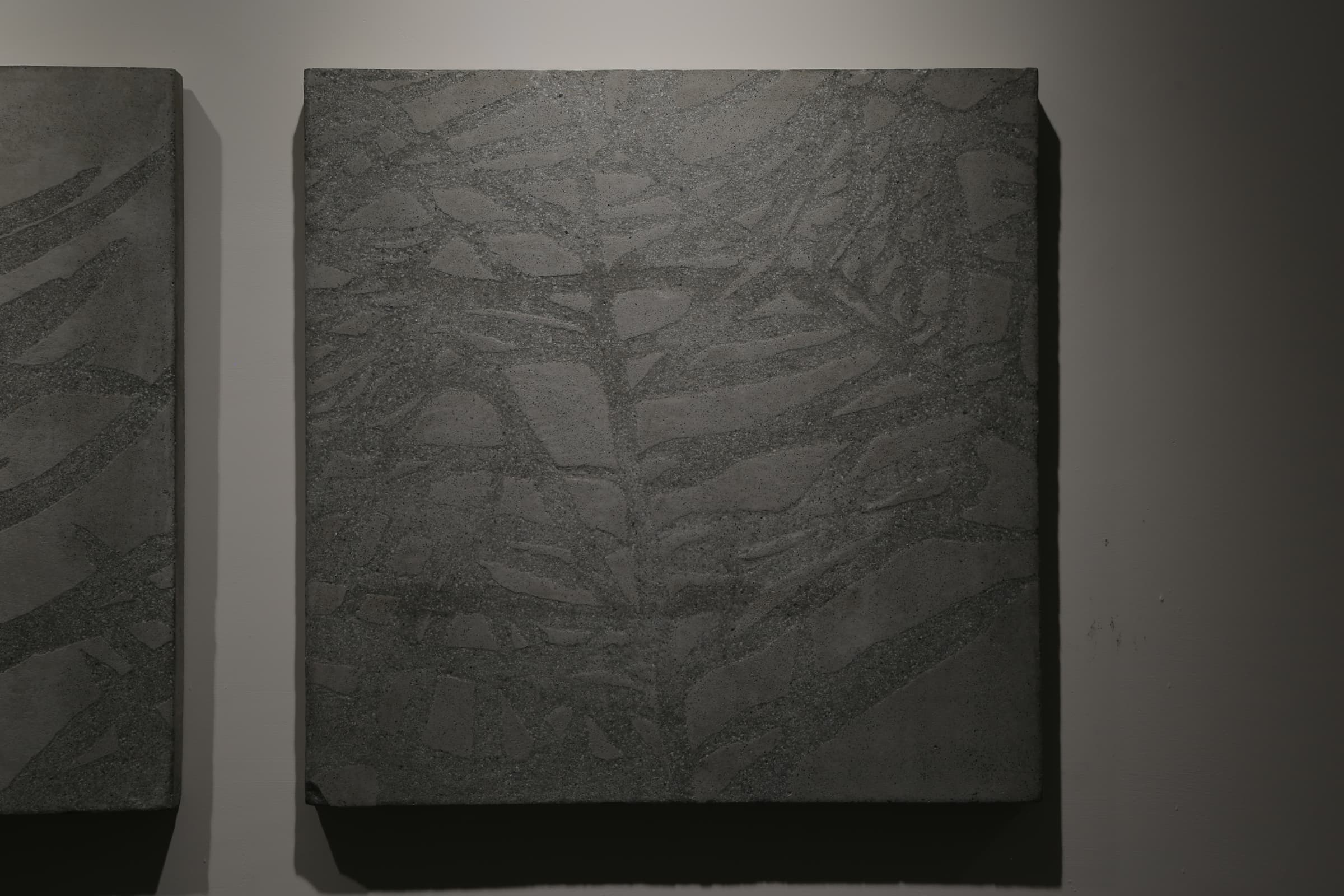 北美花旗松Douglas-spruce4