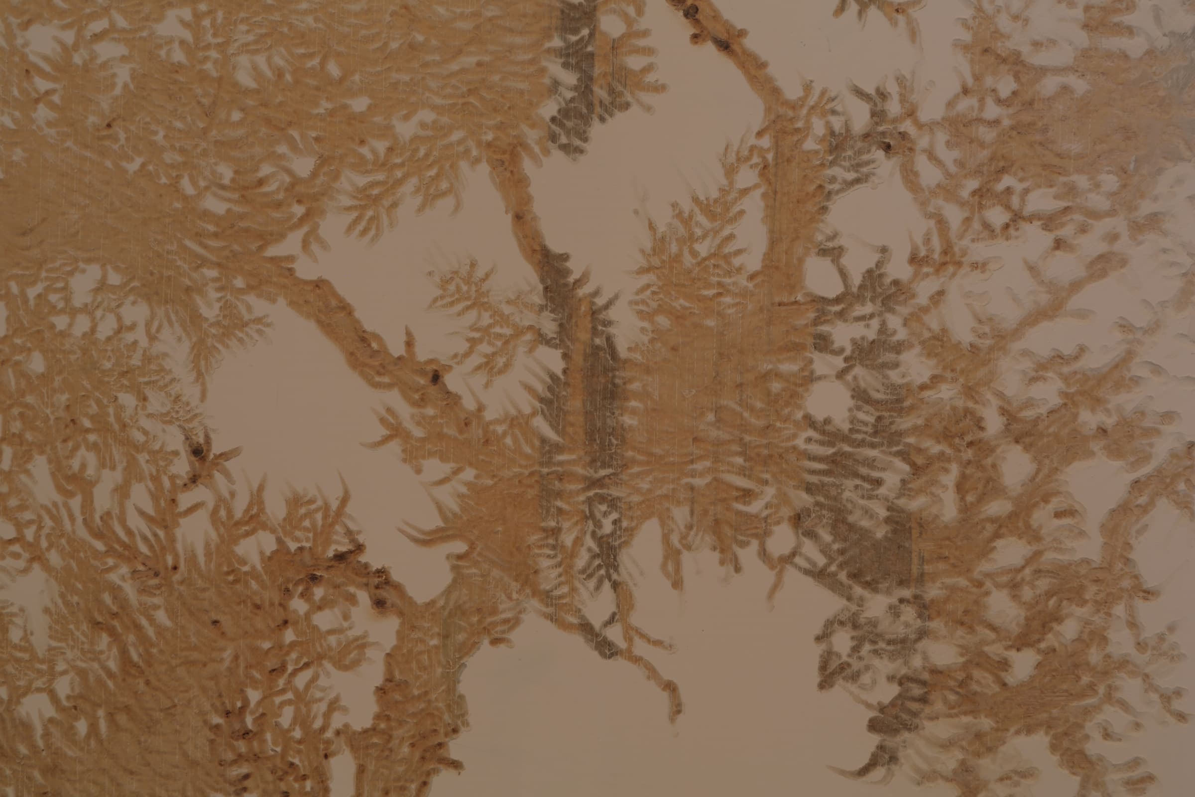 玉山圓柏Juniperus-squamata3