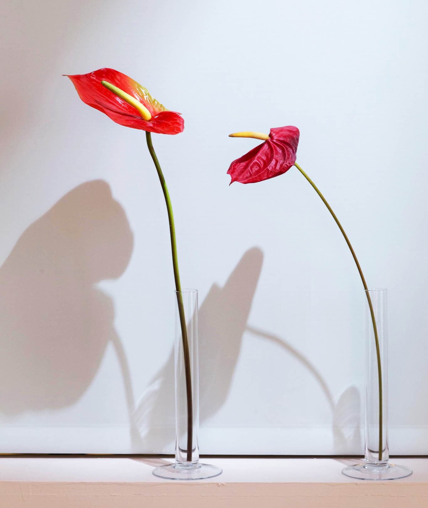 激情的方式：火鶴花