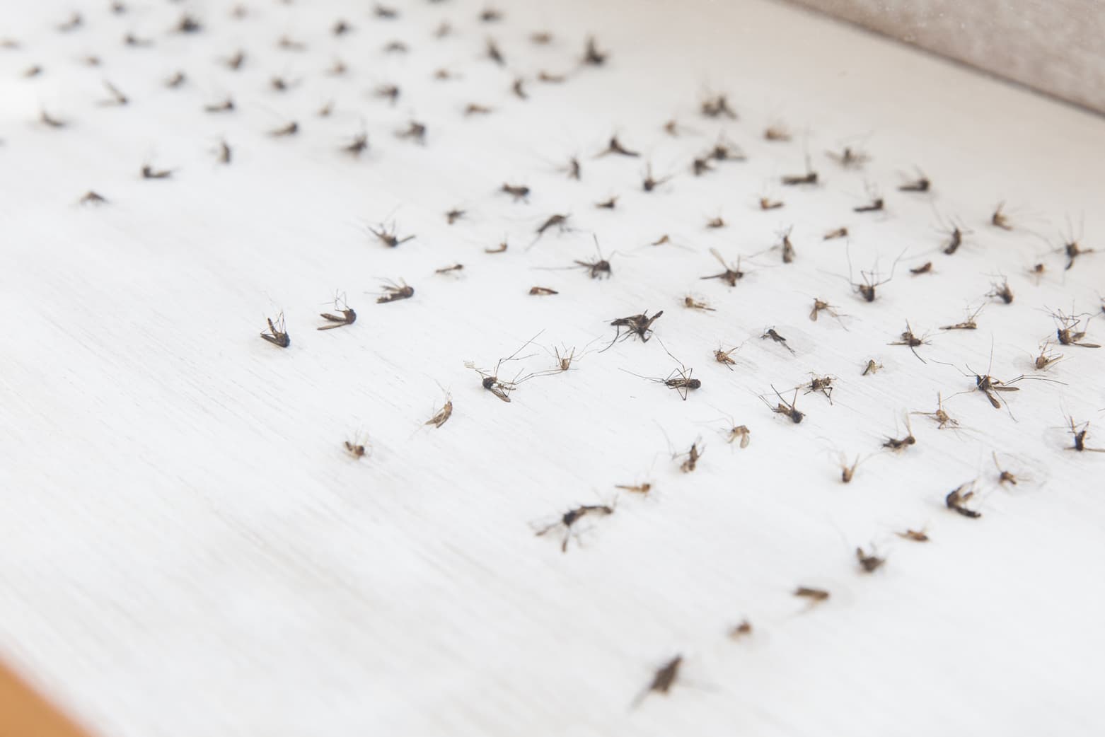 03_十四行詩_細節_2016