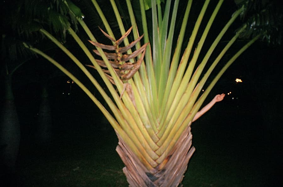 2.-hello-tree-2-w900