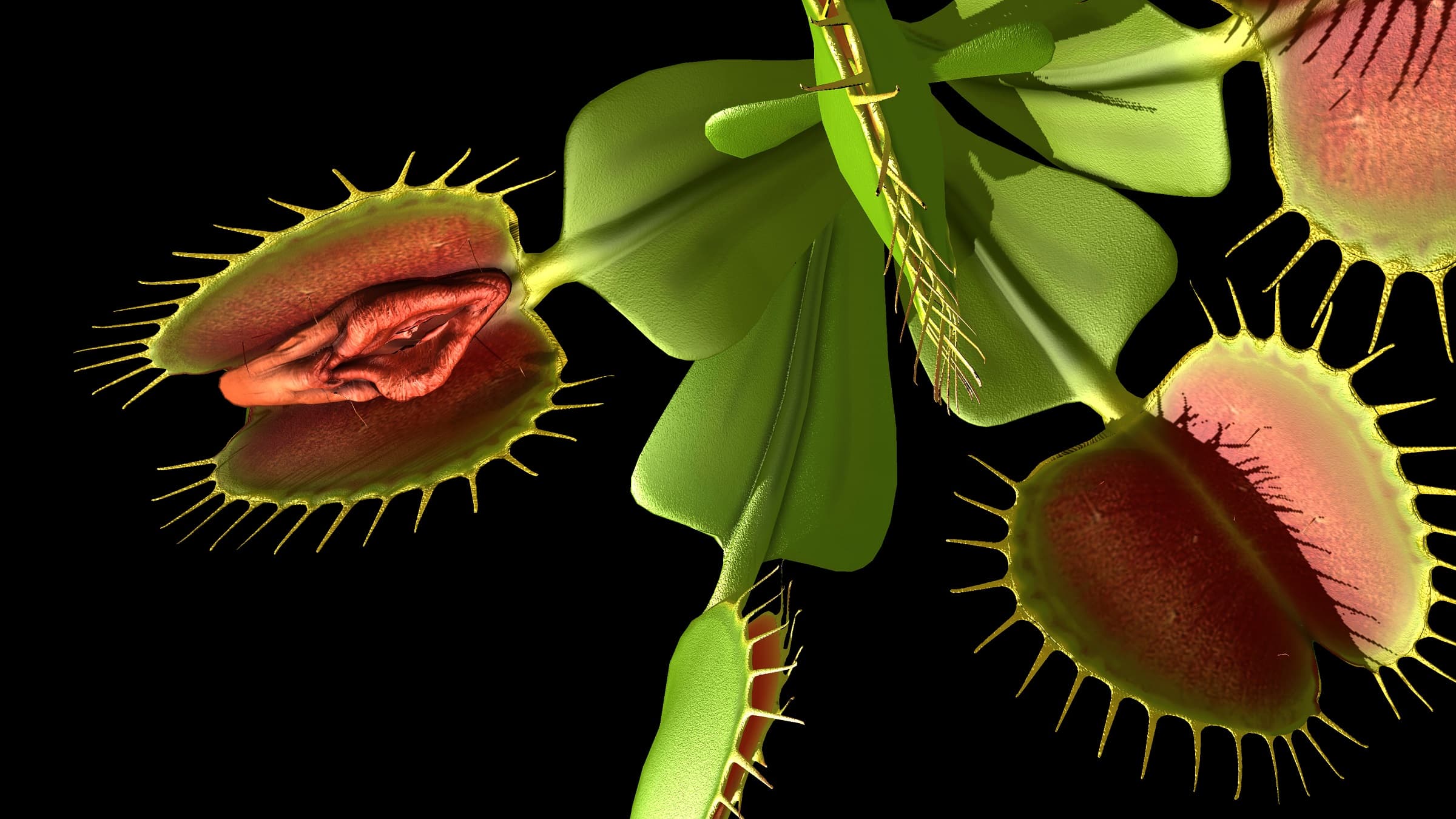 捕蠅草人改造計畫