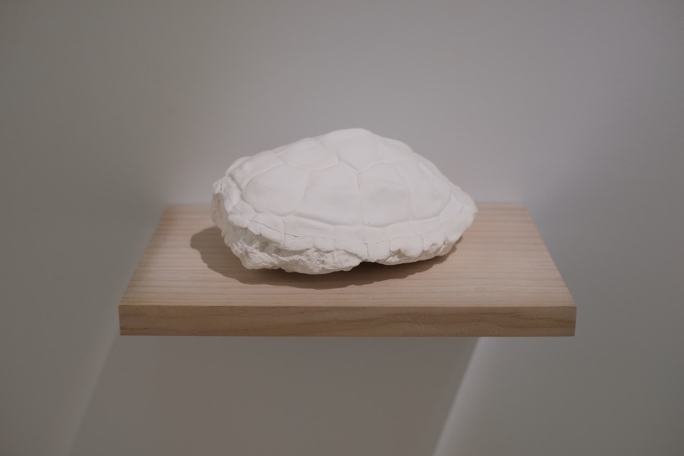 一隻龜和⋯⋯_3