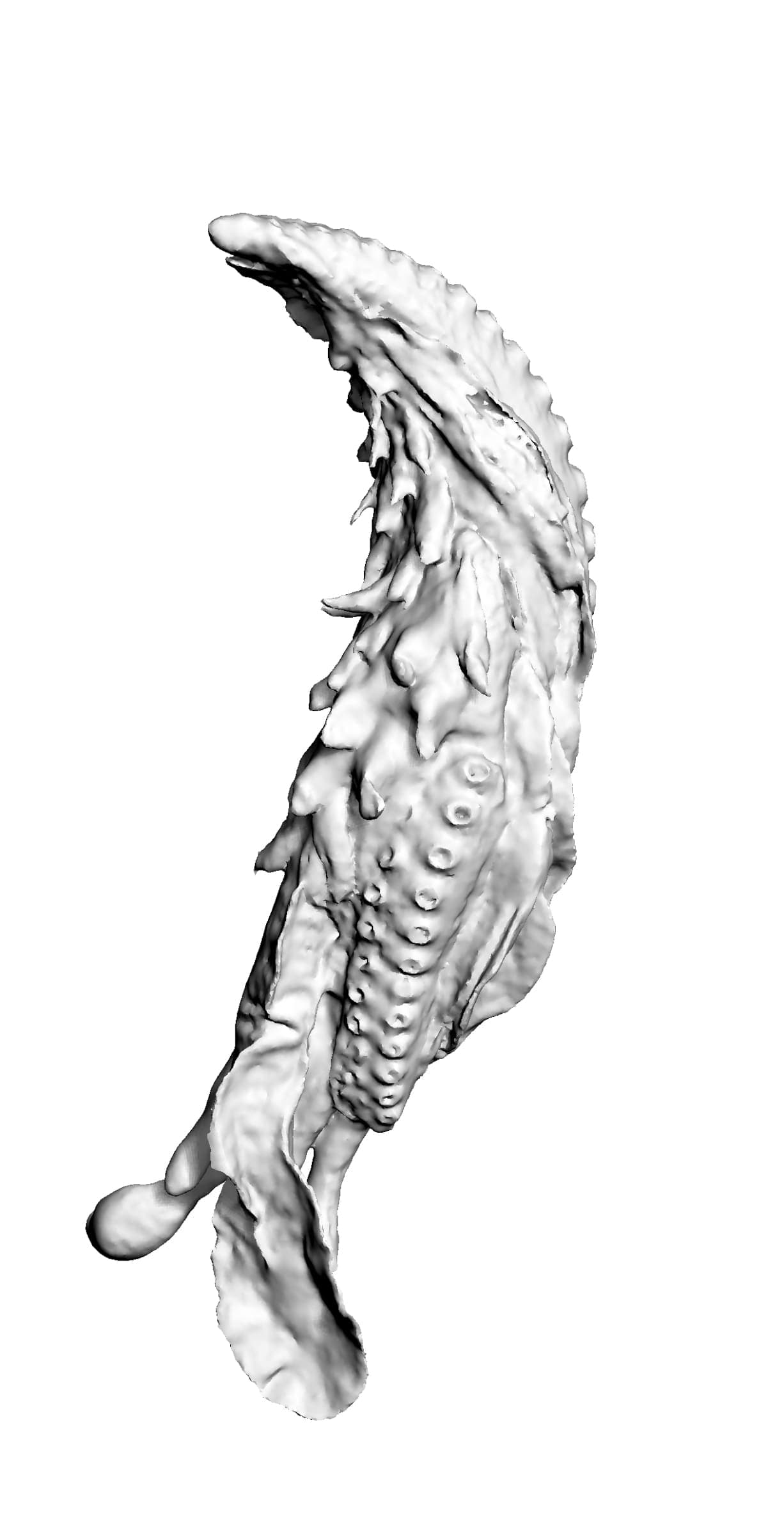 Tiger-Penis-Project-4