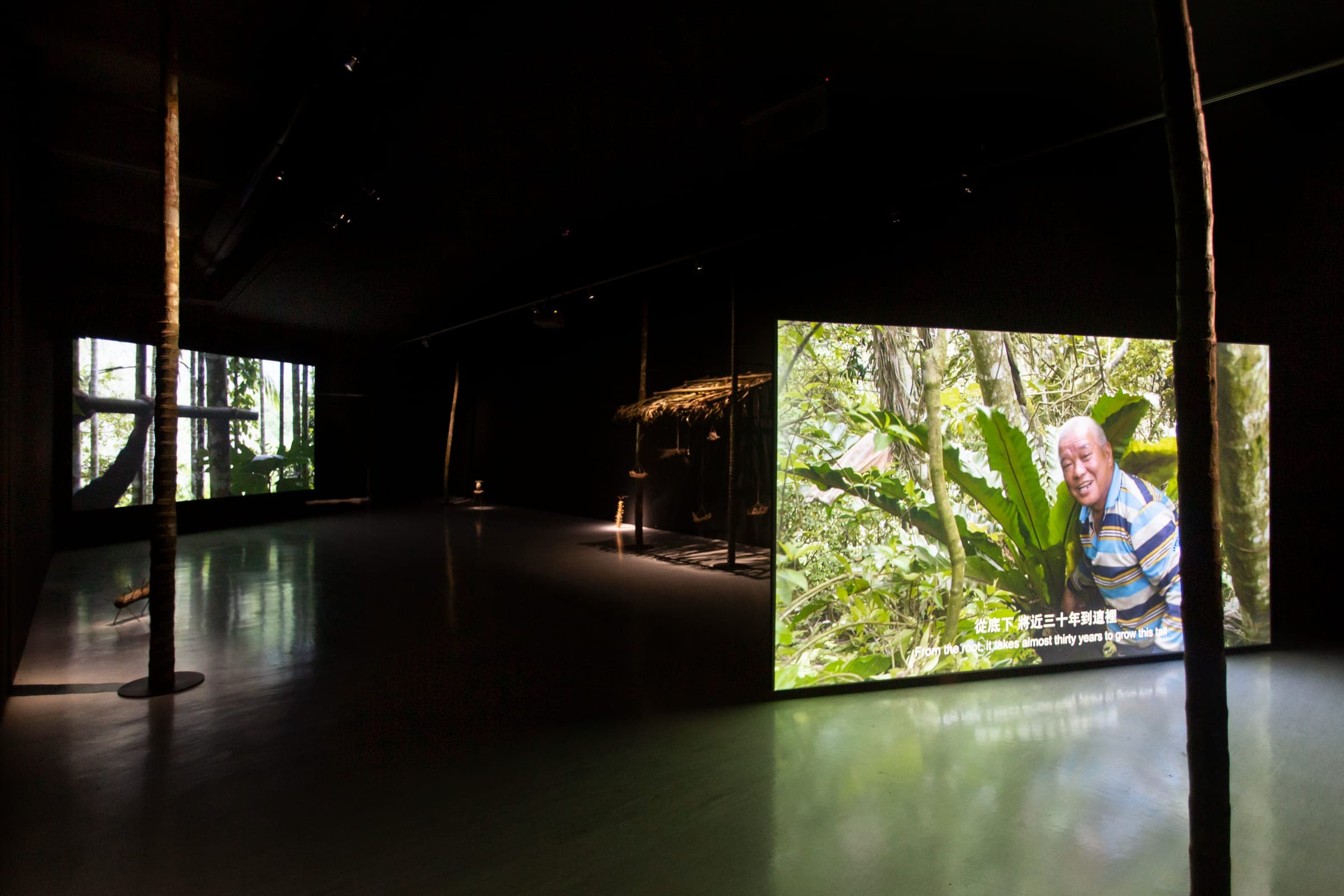 檳榔屋、山蘇床與蝸牛陷阱