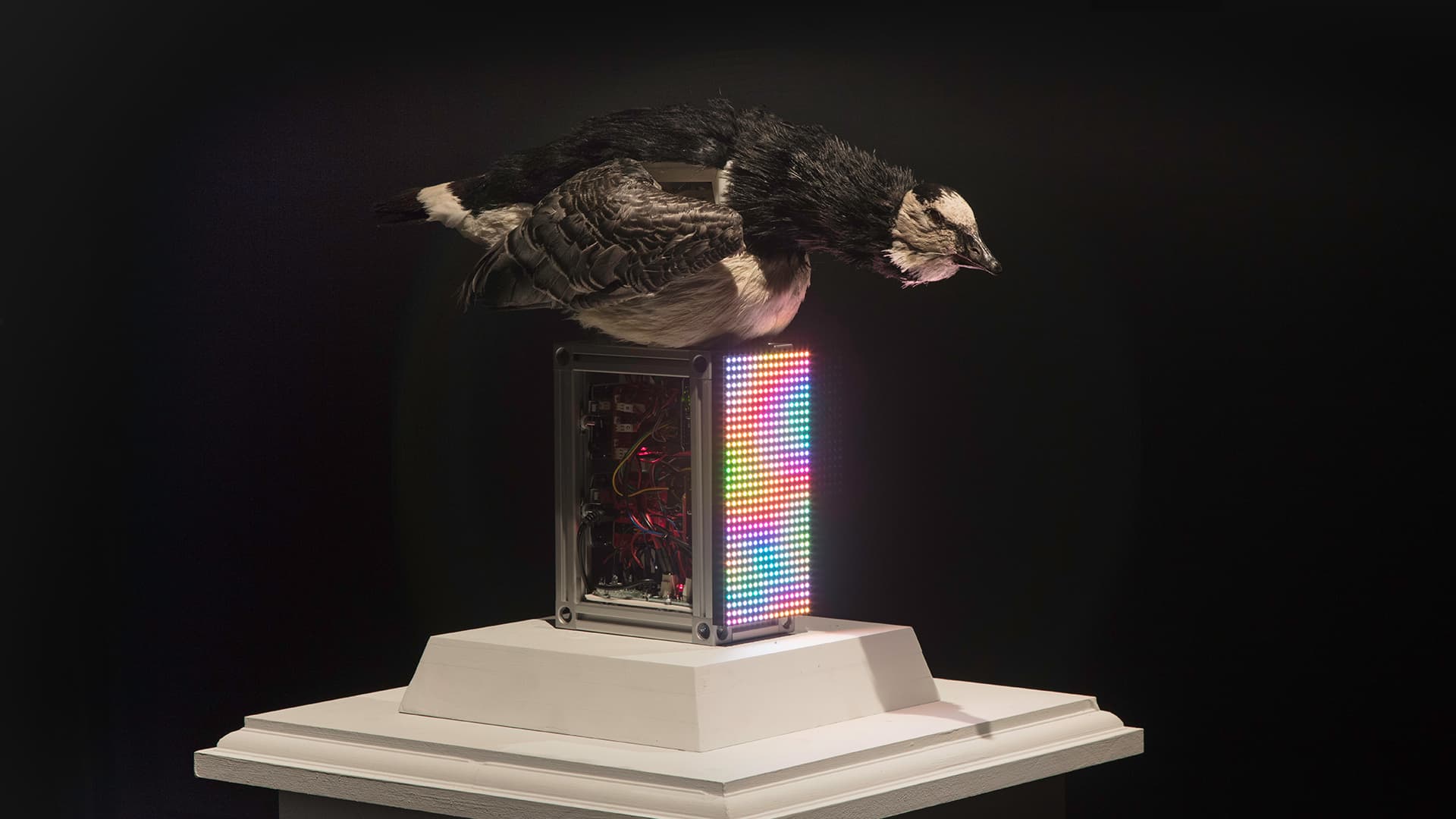 雅克・迪・沃康松的消化鴨 1739