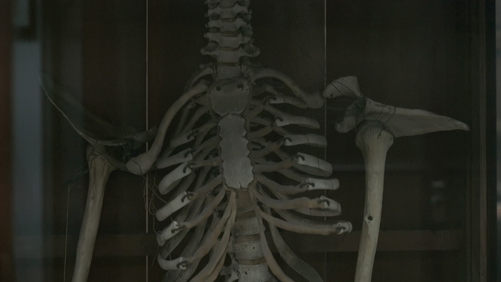 不在研究室的標本錄像截圖-二中人骨標本2