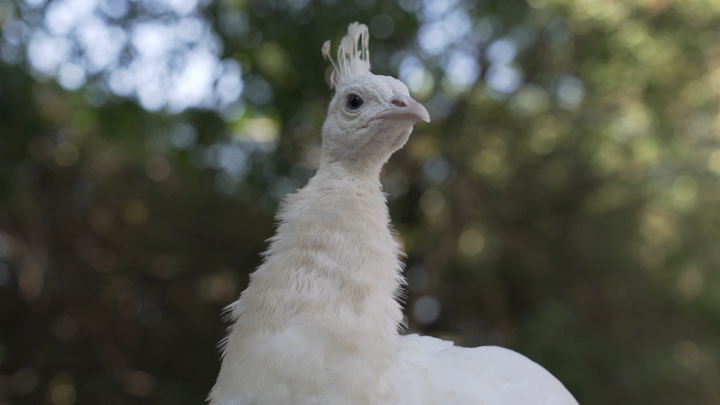 12珍鳥園計畫錄像截圖2