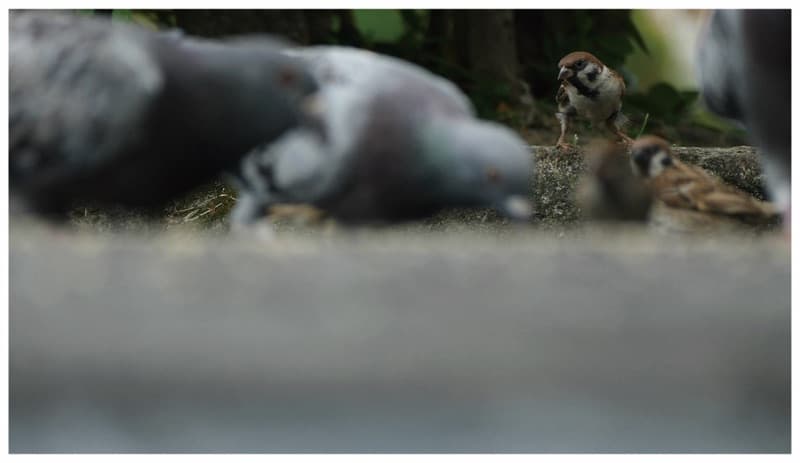 平行的世界- 畫內音 3