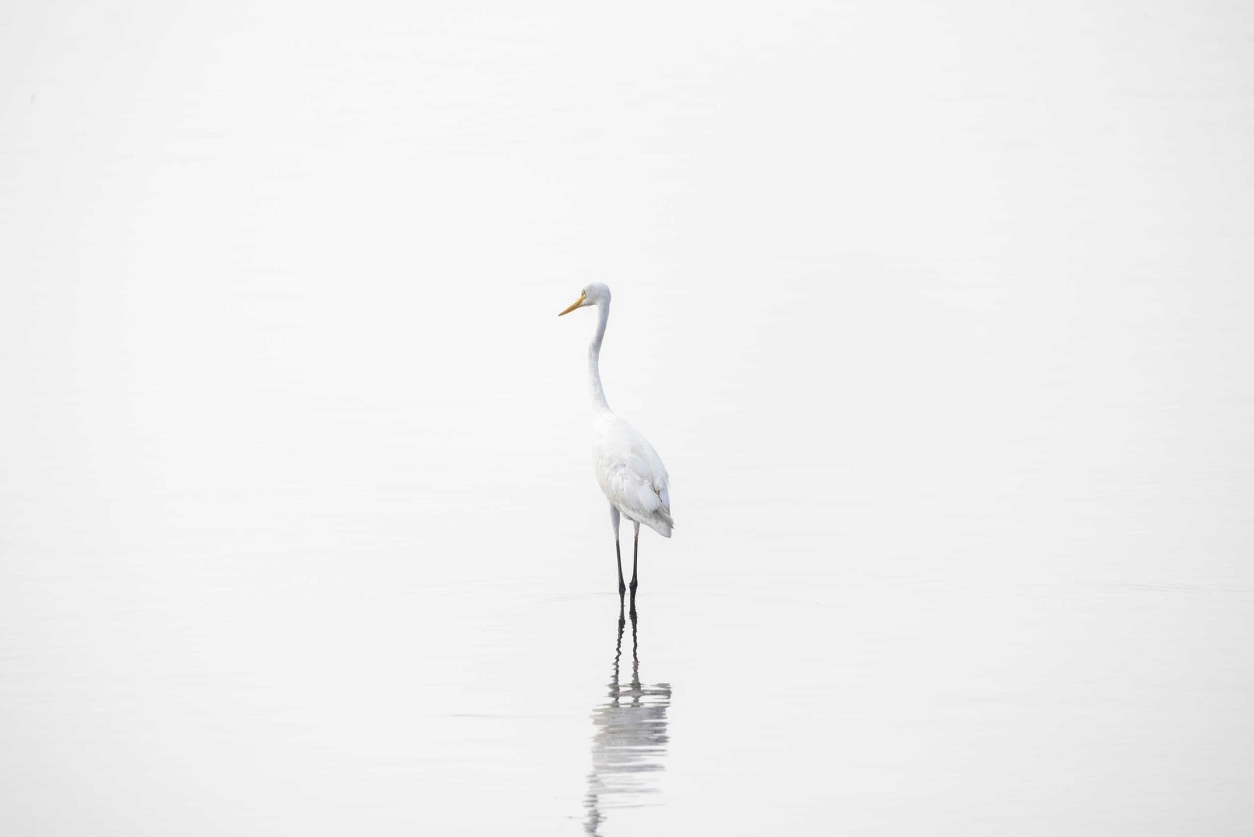 Dance of the Void（Aves）