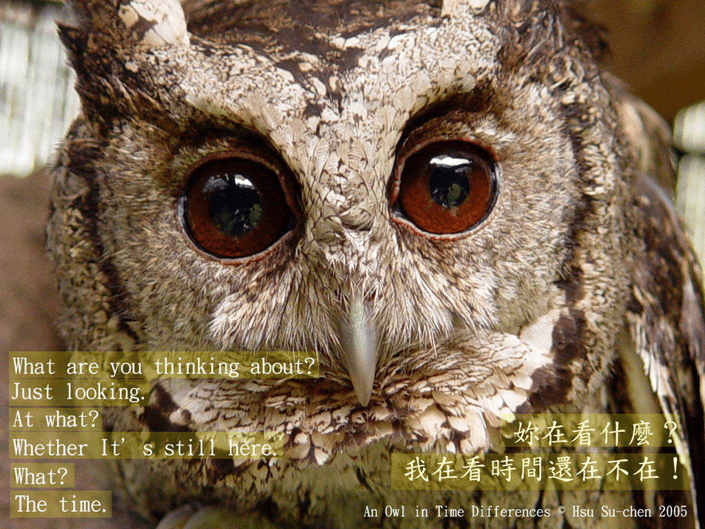 有時差的貓頭鷹