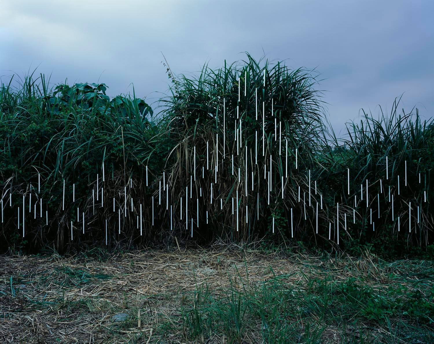 之間:芒草叢.鳳林