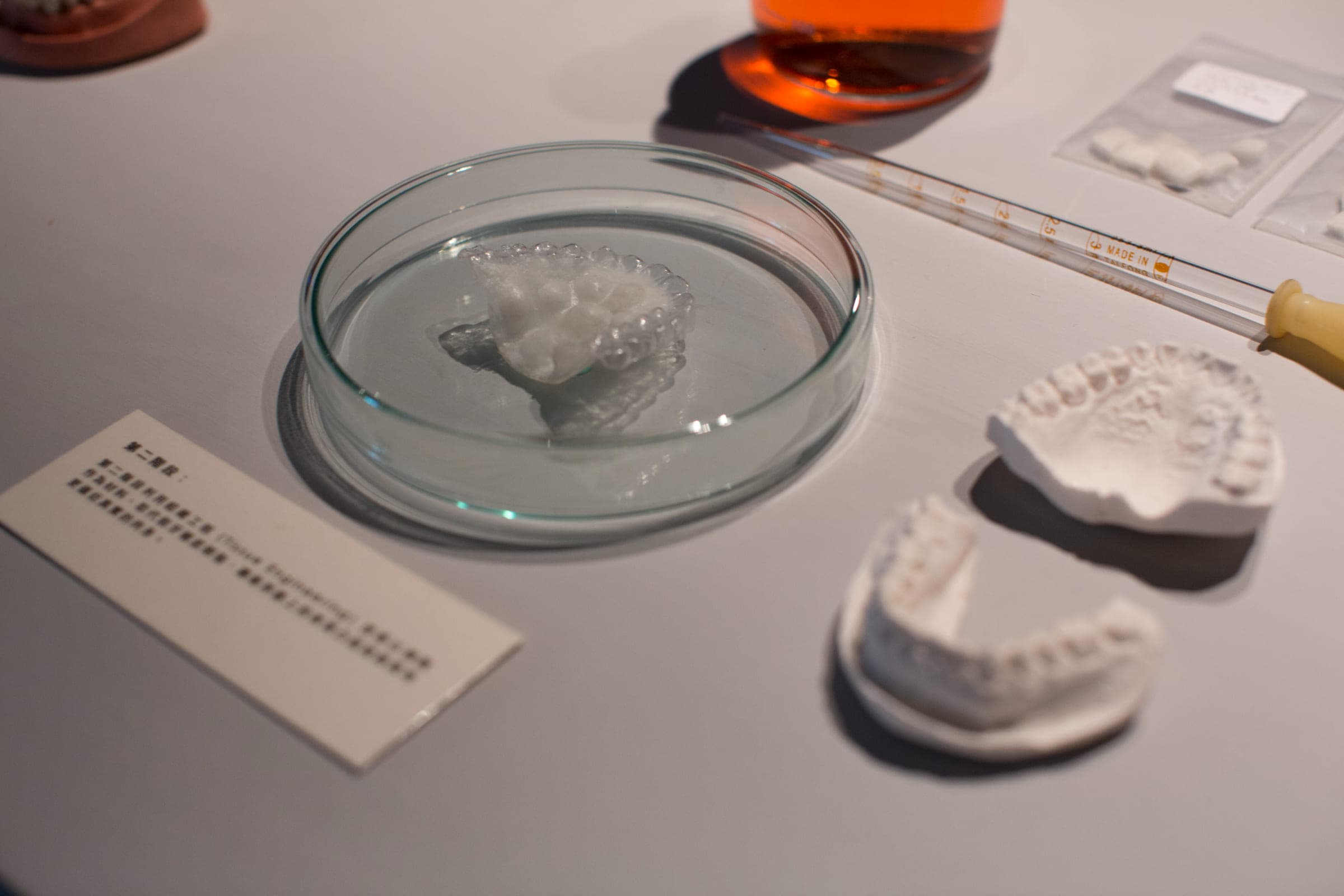 陰莖口交改造計畫